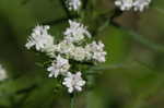 Narrowleaf mountainmint